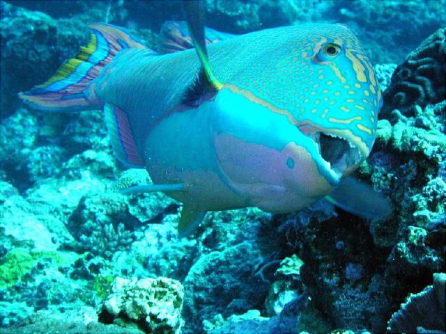 اجمل سمكه شهدتهااااا حتى الان.......... Parrotfish.jpg